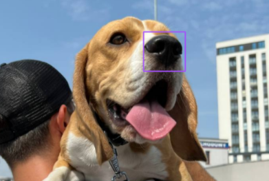 Dogs Nose Detection
